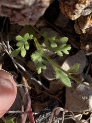 Gilia scopulorum