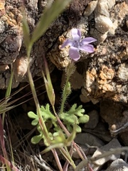Gilia scopulorum