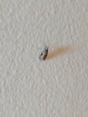 Lepidoptera