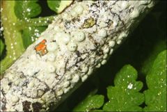 Pertusaria pertractata