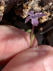 Gilia scopulorum