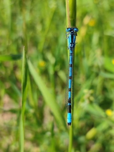 Common Blue Damselfly
