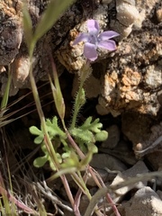 Gilia scopulorum