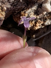Gilia scopulorum