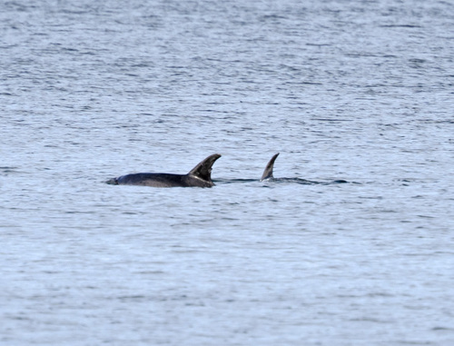 Common Bottlenose Dolphin observed by elusiveorchids