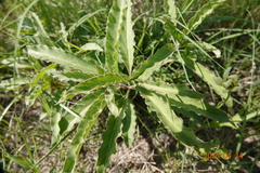 Asclepias emoryi