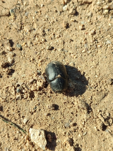 Pentodon idiota