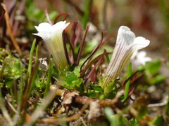 Gratiola concinna