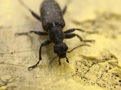Eurygeniinae