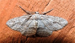 Iridopsis pergracilis
