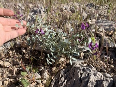 Astragalus mohavensis