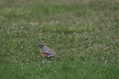 Turdus migratorius