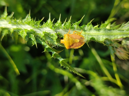 Carpocoris pudicus