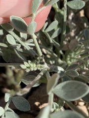 Astragalus mohavensis
