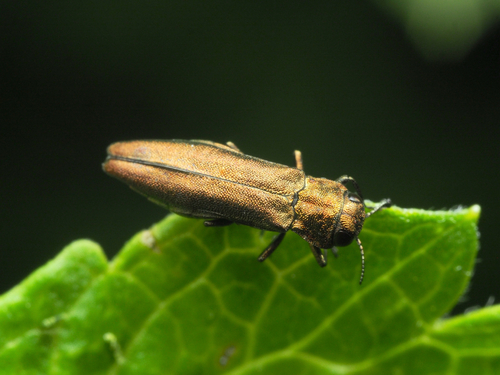 Agrilus ribesi