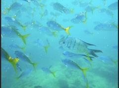 Abudefduf whitleyi