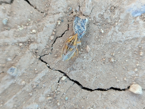Aelia rostrata