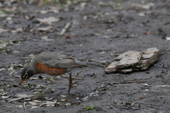 Turdus migratorius