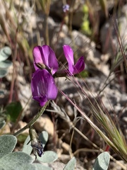 Astragalus mohavensis