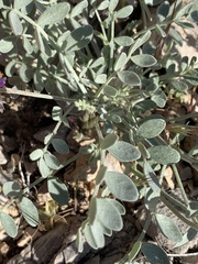 Astragalus mohavensis