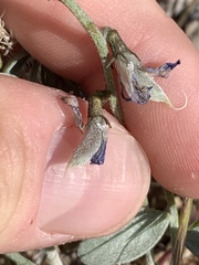 Astragalus mohavensis