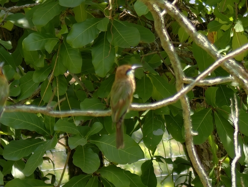Asian Green Bee-eater