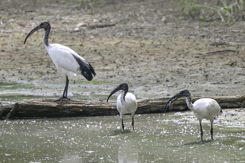 iNaturalist: (c) carlo monterenzi, some rights reserved (CC BY-NC), uploaded by carlo monterenzi iNaturalist image