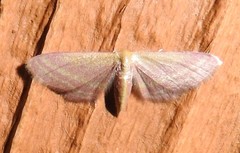 Leptostales laevitaria