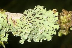 Heterodermia subneglecta