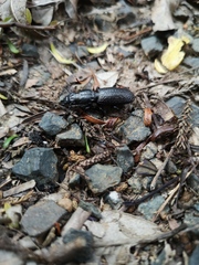 Mecodema crenaticolle
