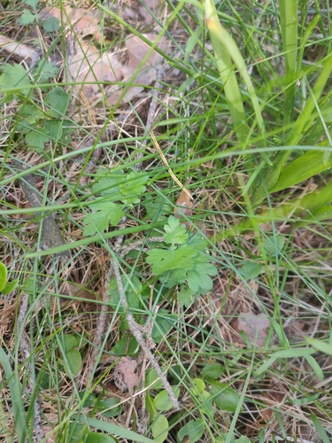 Chrysanthemum morifolium observed 2026-06-02