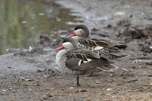 iNaturalist image