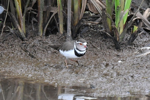 iNaturalist image