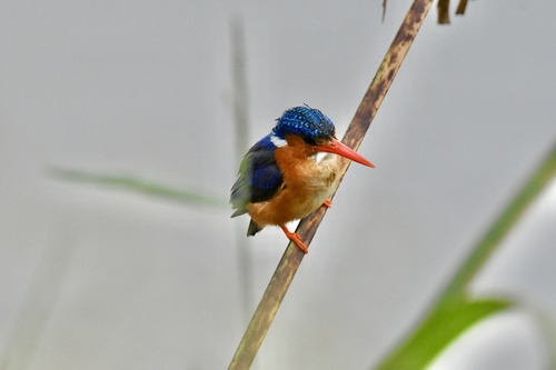 iNaturalist image