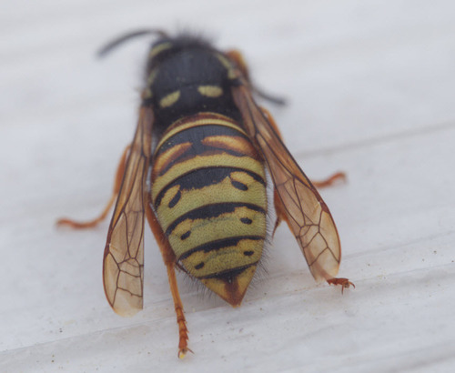 Red-banded Yellowjacket