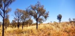 Allocasuarina decaisneana