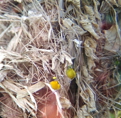 Euphonia laniirostris image