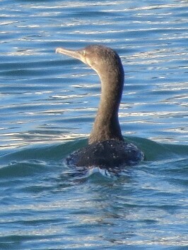 iNaturalist image