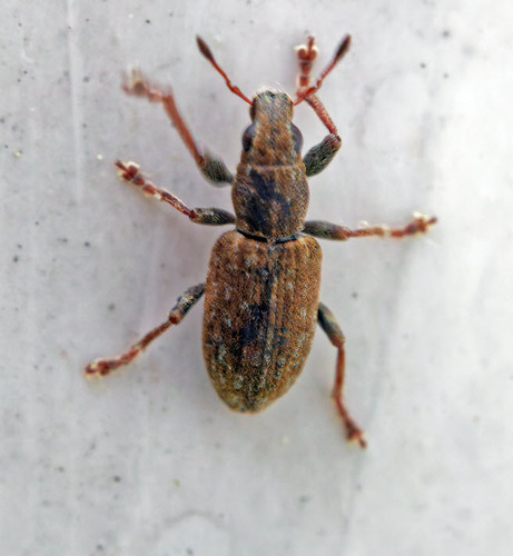 Clover root weevil