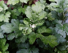 Chrysanthemum indicum