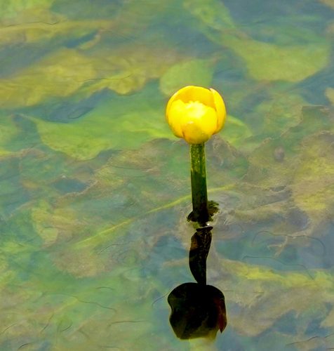 Nuphar japonica iNat (1)