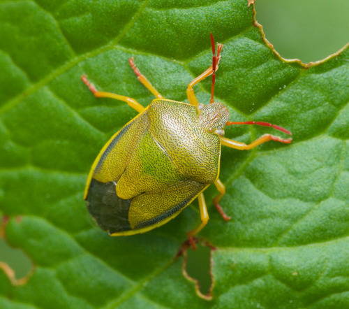 Gorse Shield Bug