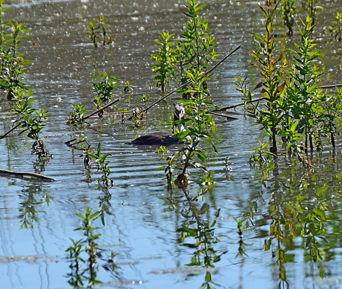 Great Crested Grebe