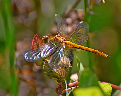 Ruddy Darter