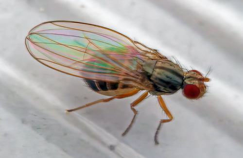 Scaptomyza pallida