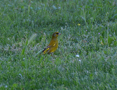 European Greenfinch