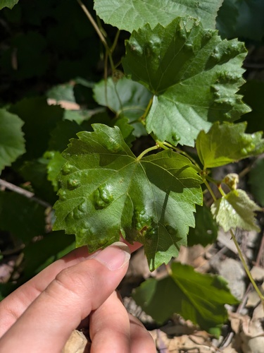 Grape Erineum Mite photo 3