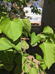 Prunus armeniaca