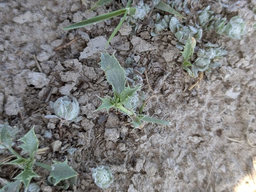Eryngium aristulatum