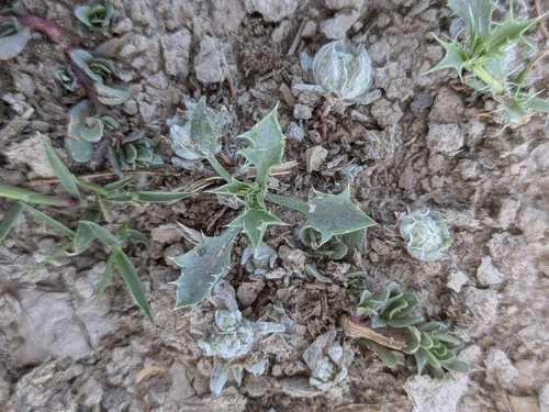 Eryngium aristulatum, photograph 1